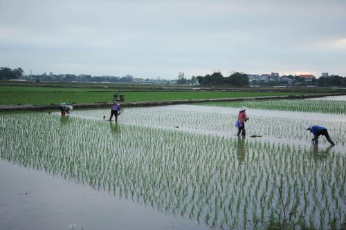 Nông dân Thái Bình xuống đồng đầu Xuân