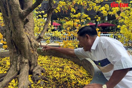 Mục sở thị 'cụ' mai vàng 200 tuổi được trả giá 6 tỷ đồng vẫn không bán