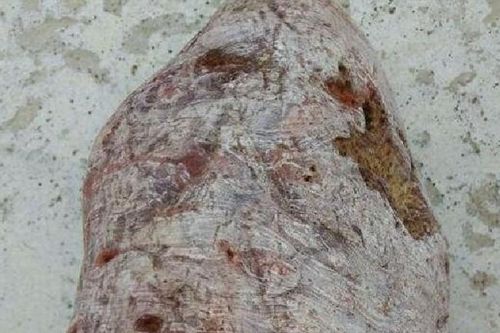 Đem 'khúc gỗ mục' về nhà, anh nông dân không ngờ nhặt được cả kho báu