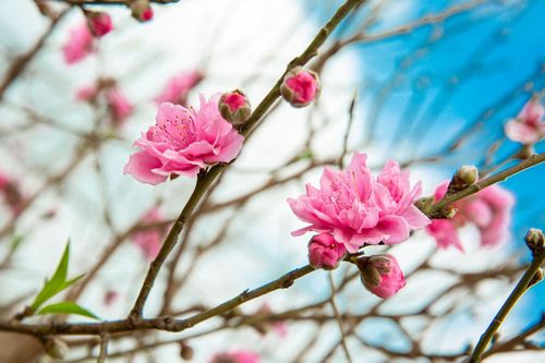 Vì sao tháng 1 âm lịch được gọi là tháng Giêng?