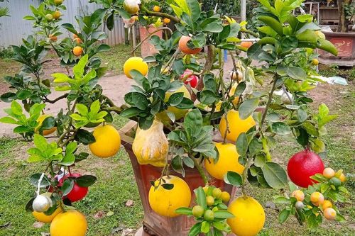 Nghệ nhân Hà Nội kể chuyện trồng cây ngũ quả độc lạ