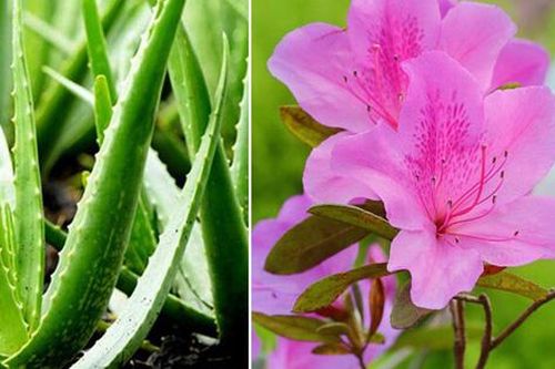 7 loại cây đừng dại trồng trong nhà kẻo nguy hiểm, vô tình ăn phải là rước họa vào thân