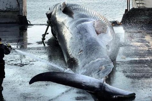 Lý do Iceland từ bỏ việc đánh bắt gây tranh cãi toàn cầu