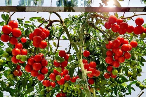 Vườn cà chua trên sân thượng của gia đình ở Lào Cai