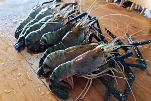Nhiều loại hải sản miền Tây đắt hàng ngày mùng 6 Tết