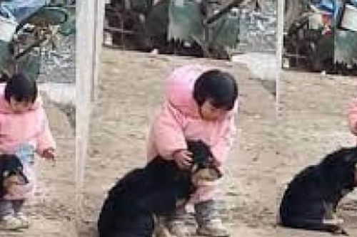 Nghe tiếng pháo hoa, bé gái hành động bất ngờ giúp cún cưng bớt sợ