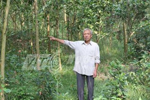 Kỳ 3: 'Thần hổ xám ở Thanh Hóa': 'Ác thú' ăn thịt hai thiếu nữ