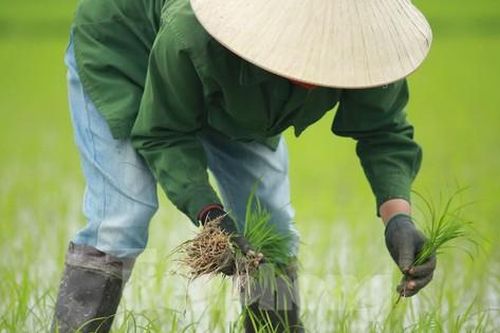 Ra Tết, bà con nông dân Nghệ An rộn ràng xuống đồng
