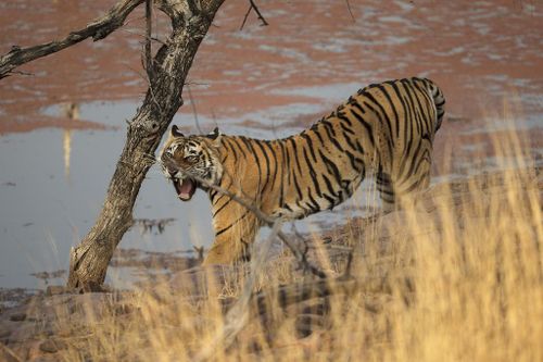 'Nữ chúa' oai hùng của rừng Ranthambore