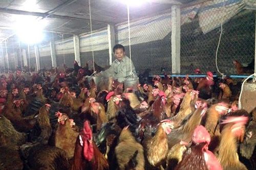Thách thức mới của ngành chăn nuôi gia cầm