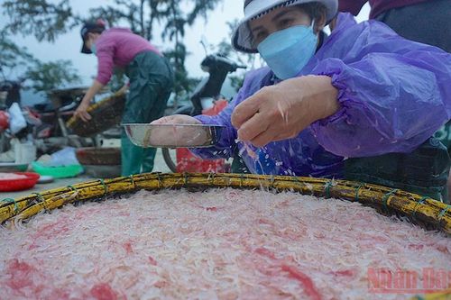 Ngư dân Đà Nẵng được mùa ruốc biển đầu năm