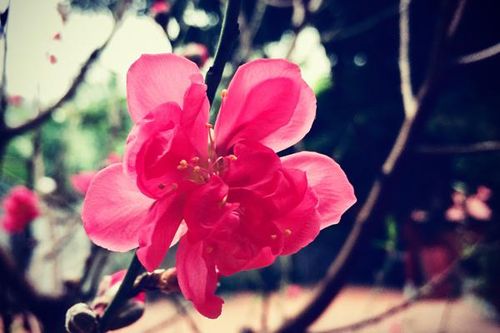 Thương vợ vất vả mấy ngày Tết