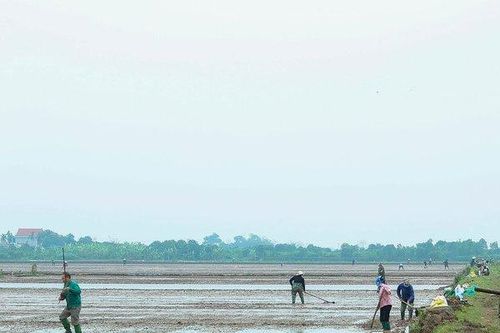 Người dân đổ ra đồng sau Lễ Tịch điền