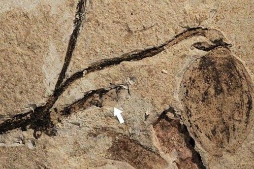 Hóa thạch thực vật 164 triệu năm tuổi, di tích lâu đời nhất về chồi hoa