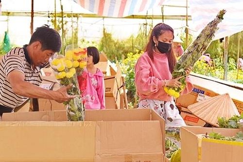 Nông dân Đà Lạt hào hứng mùa hoa sau Tết