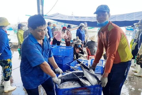Khánh Hòa: Ngư dân vui mừng đón nhận 'lộc biển' đầu năm