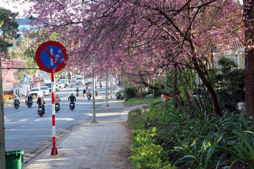 Mai anh đào bung nở sau tết Nguyên Đán thu hút du khách đến Đà Lạt