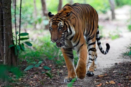 WWF cho rằng loài hổ có thể đã tuyệt chủng tại Lào