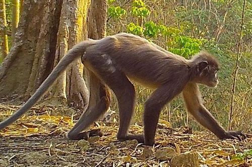 224 loài mới được phát hiện ở khu vực sông Mekong