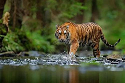 Nghịch lý lông hổ màu cam nổi bật nhưng lại giúp chúng dễ săn mồi