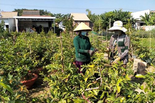 Cây mai vàng trên đất lúa