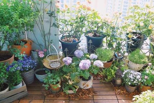 Nhìn khu vườn nhỏ xanh mướt bên ban công chỉ 5m² của cô nàng 9x mà ai cũng muốn học làm theo