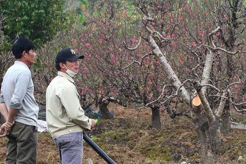 Xót xa cảnh hết Tết Nguyên đán nhiều khu trồng đào vẫn đỏ rực nguyên cả vườn