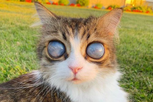 Chú mèo mù với đôi mắt 'vũ trụ' nổi tiếng trên mạng