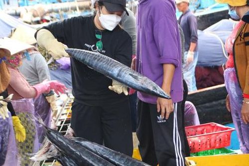 Ngư dân phấn khởi vươn khơi đón 'lộc biển' đầu năm