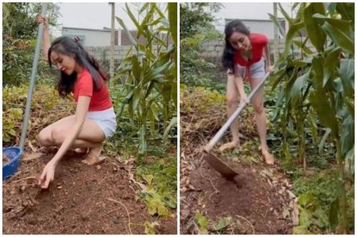 Cuốc đất diện áo xẻ táo bạo, bà Tưng làm netizen 'nín thở'