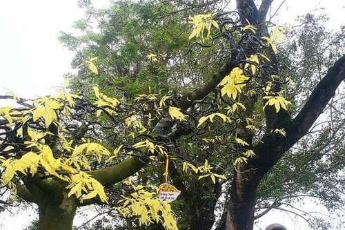 Mục sở thị cây mai đột biến quý, lạ ở Huế