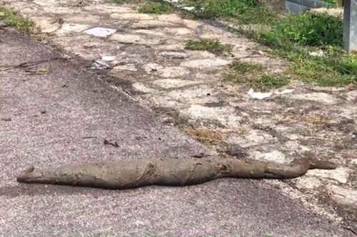 Clip: Loài sinh vật 'lạ' trườn bò giữa đường hút gần 7 triệu lượt xem, đến nay danh tính vẫn là một ẩn số