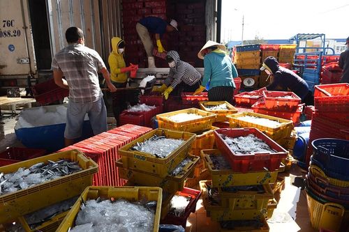 Quảng Ngãi: Ngư dân trúng đậm 'lộc biển' trong những chuyến ra khơi đầu năm Nhâm Dần