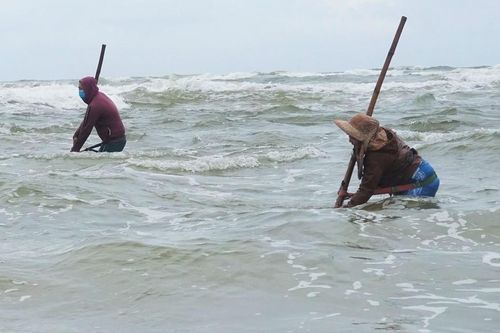 Ngư dân bỏ túi tiền triệu nhờ cào 'lộc biển'