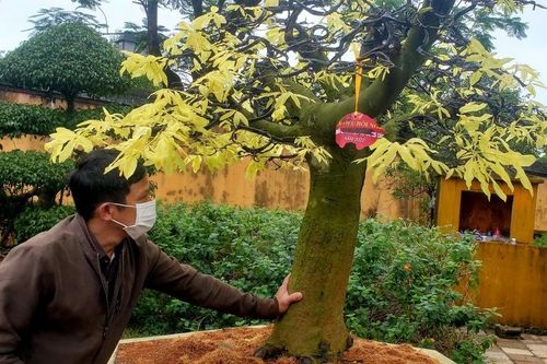 Huế sẽ là xứ sở mai vàng sánh ngang với hoa anh đào của Nhật Bản