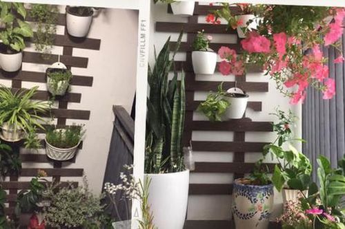 Cặp vợ chồng trẻ Hà Nội tự decor cho ban công diện tích 2,2m² ngập sắc xanh của cây cối chỉ với 1,8 triệu đồng