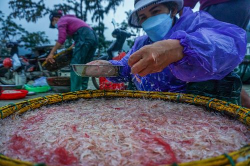 Ngư dân Đà Nẵng nhộn nhịp với ruốc biển đầu năm