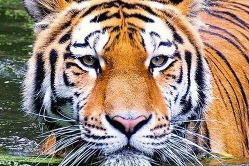 Loài hổ Bengal bị đe dọa sao nếu nước biển đột ngột dâng cao?