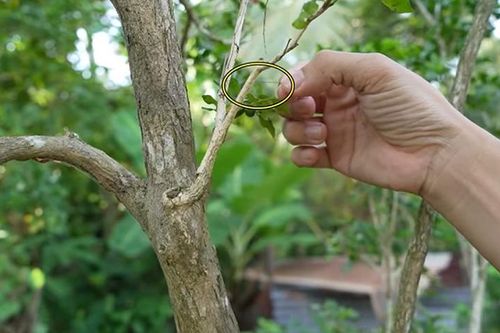 Cây nguyệt quế ở Bến Tre 'mọc tóc', chủ nhân rao bán tiền tỷ