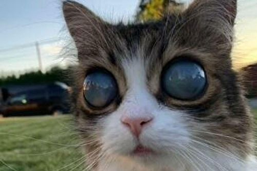 Chú mèo mù có 'đôi mắt vũ trụ' nổi tiếng trên mạng xã hội