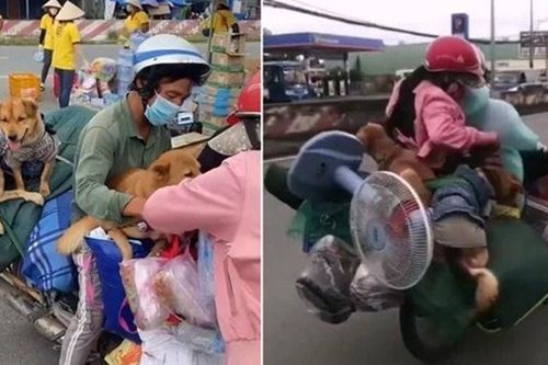 Bị tố tiêu xài hoang phí tiền hỗ trợ của mạnh thường quân, chủ đàn chó bị tiêu hủy ở Cà Mau nói gì?