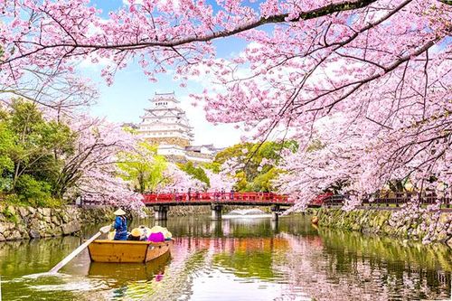 Đến Nhật Bản ngắm hoa anh đào