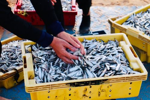 Đầu năm, ngư dân Quảng Bình trúng đậm cá, tôm