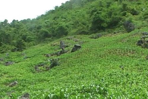 Kỳ án nơi rẻo cao (P1): Người phụ nữ mất tích bí ẩn và hành trình vạch mặt kẻ sát nhân máu lạnh