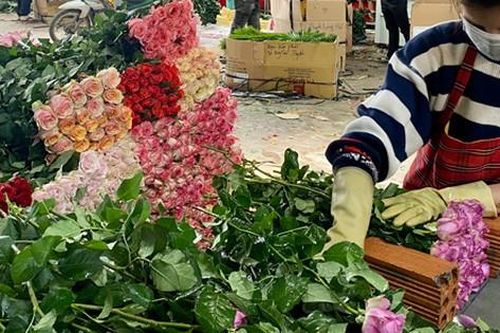 Choáng với giá hoa hồng Đà Lạt cận ngày Valetine
