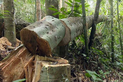 Nguy cơ rừng bị phá do thiếu kinh phí khoán bảo vệ