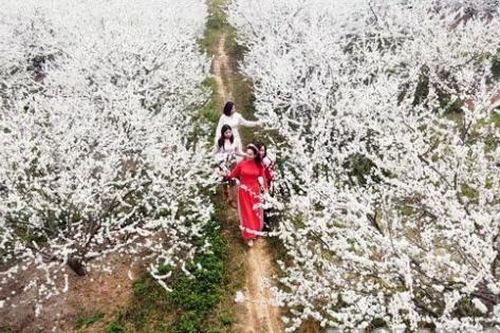 Lung linh sắc trắng hoa mận
