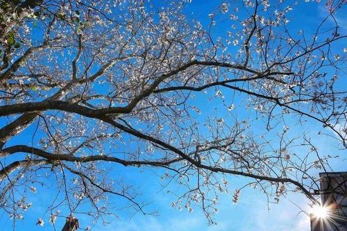 Hoa ban trắng nở rộ ở phố núi Đà Lạt