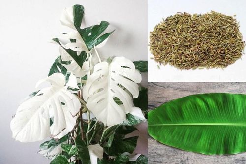 3 loại lá 'đắt hơn vàng' gây sốt thị trường