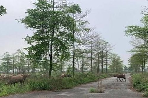 Thủ tướng chỉ đạo rà soát dự án 'ôm' đất bỏ hoang, sử dụng sai mục đích